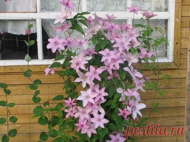 (69) Одноклассники