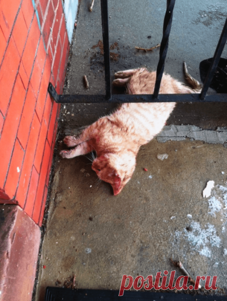 Рыжая кошечка казалась замерзшей насмерть, но вдруг она слабо пошевелила лапкой 
Эта невероятная история произошла в американской глубинке, одним пронзительно-холодным зимним утром. Учитель начальных классов вышел на крыльцо, бросил взгляд на термометр, который показывал почти 20…