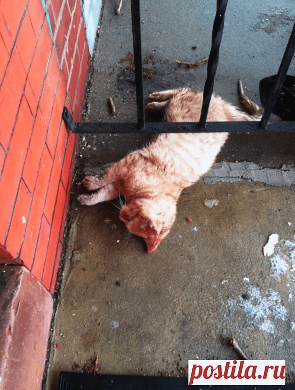 Рыжая кошечка казалась замерзшей насмерть, но вдруг она слабо пошевелила лапкой 
Эта невероятная история произошла в американской глубинке, одним пронзительно-холодным зимним утром. Учитель начальных классов вышел на крыльцо, бросил взгляд на термометр, который показывал почти 20…