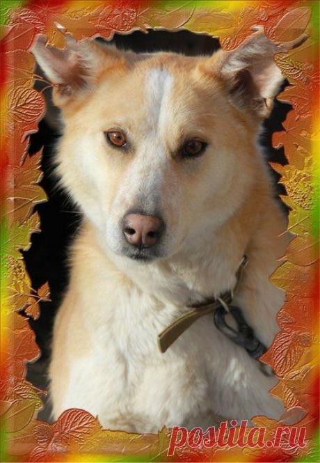 &quot;Помощь Братьям Нашим Меньшим&quot; (Екатеринбург)