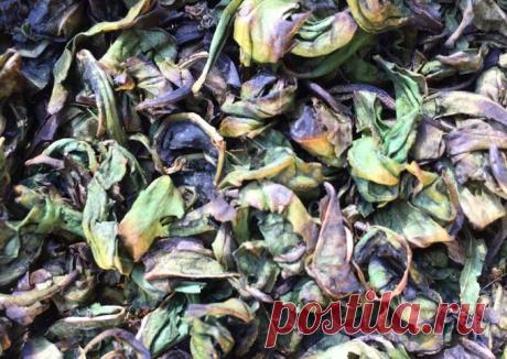 (13) Заготовка чая из Иван-чая - пошаговый рецепт с фото. Автор рецепта Марина Комаедова . - Cookpad