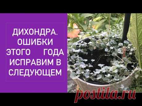 ДИХОНДРА ОШИБКИ ЭТОГО ГОДА УЖЕ НЕ ИСПРАВИТЬ