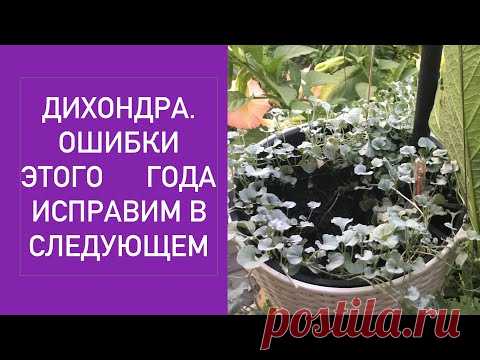 ДИХОНДРА ОШИБКИ ЭТОГО ГОДА УЖЕ НЕ ИСПРАВИТЬ
