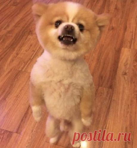 Негодующий шпиц: да что вы знаете о плохой стрижке?!