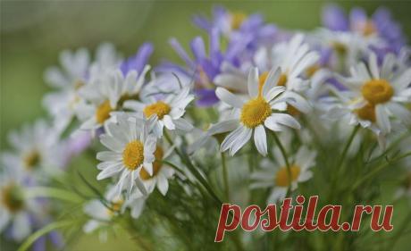 Ромашки полевые