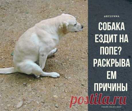 Собака ездит на попе? Раскрываем причины | Кинологический центр "Лунна" | Дзен