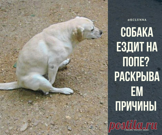 Собака ездит на попе? Раскрываем причины | Кинологический центр 