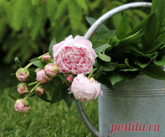 Божественные пионы: 6 полезных советов, как вырастить много цветов