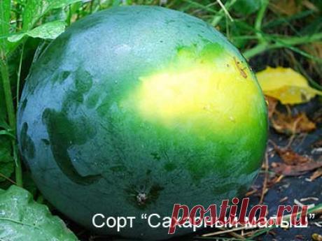 Выращивание арбузов и дынь в Ленинградской области