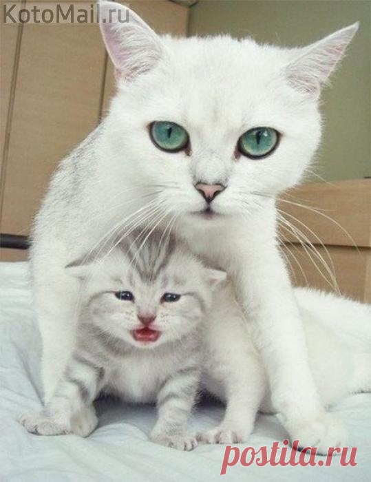 Мама