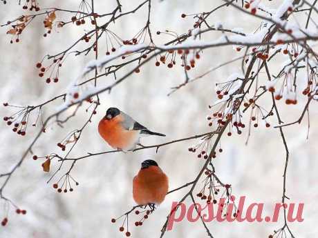 ГОРОСКОП НА ФЕВРАЛЬ 2019 ГОДА ПО ЗНАКАМ ЗОДИАКА. Планеты в феврале и в 2019 году в целом будут создавать атмосферу расслабленности и комфорта. Мы будем больше, чем обычно, нуждаться в уюте, внимании, нежности и понимании. У нас будет меньше выражена склонность совершать безрассудные поступки, проявлять упрямство и твердолобость.