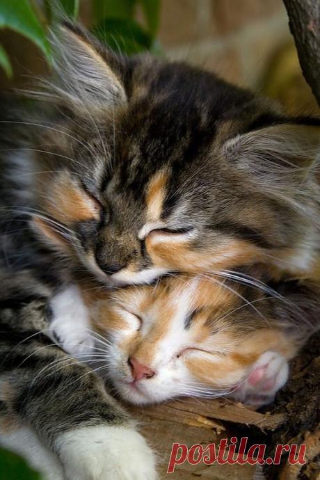 ❁⁀ ♥ ⁀✿ ♥ ❁⁀ ♥ ⁀✿