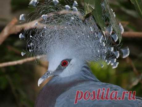 Венценосный голубь - птица невероятной красоты!