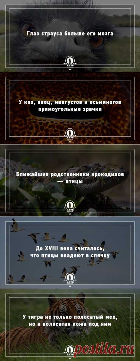 Удивительные факты о животных
