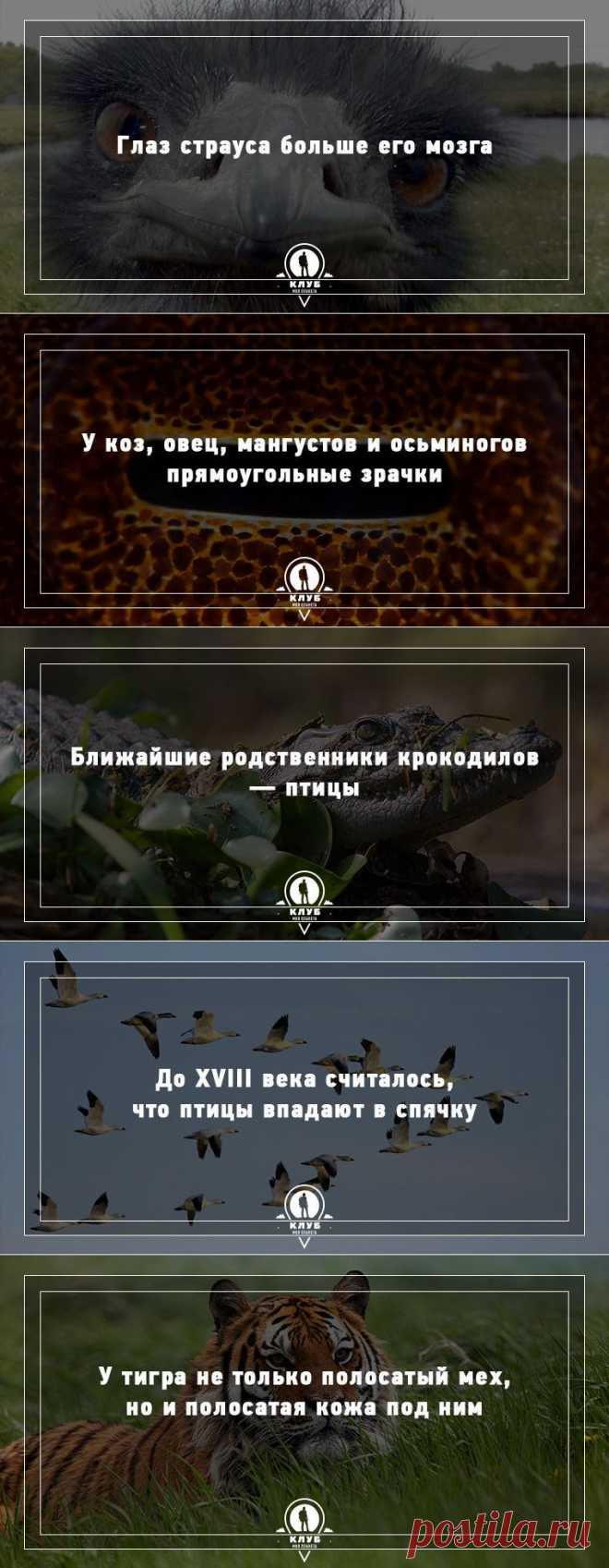 Удивительные факты о животных