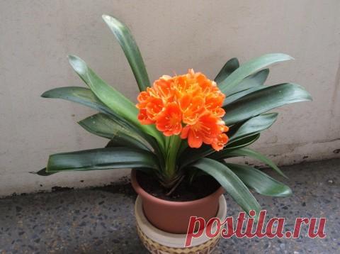 КАК ВЫБРАТЬ КОМНАТНОЕ РАСТЕНИЕ, ПОДХОДЯЩЕЕ ВАМ ПО ДУХУ?