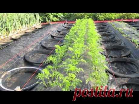 Four-Day Carrots (Part 2)