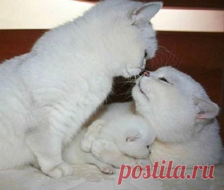 Мой Мир@Mail.Ru