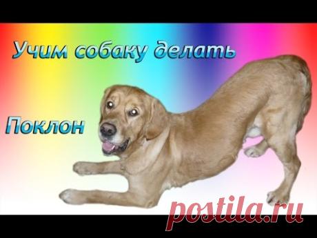 Дрессировка собак. Обучение трюкам. Поклон / Dog Training. trick Education: A bow