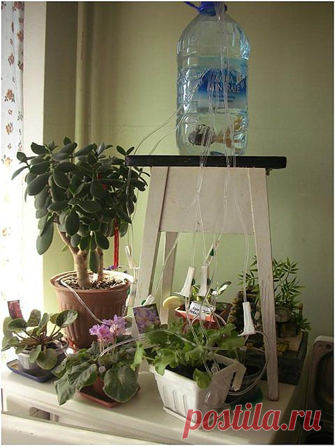 КОМНАТНЫЕ РАСТЕНИЯ. ПОЛЕЗНЫЙ СОВЕТ.