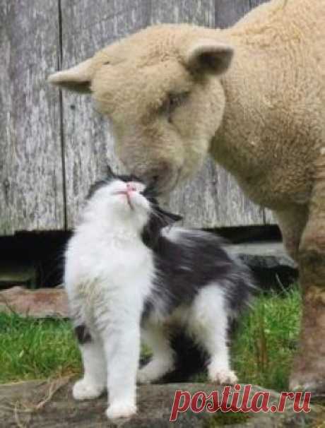 Cat Becomes Friends With Sheep – Love Meow