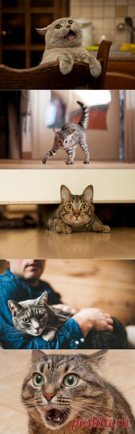 Словарь котиков: язык жестов и движений, хвост, глаза и уши