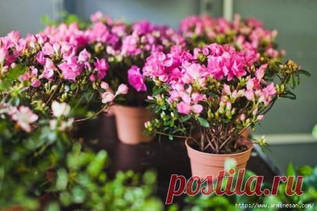 Чудесный способ для усиления роста горшечных растений.