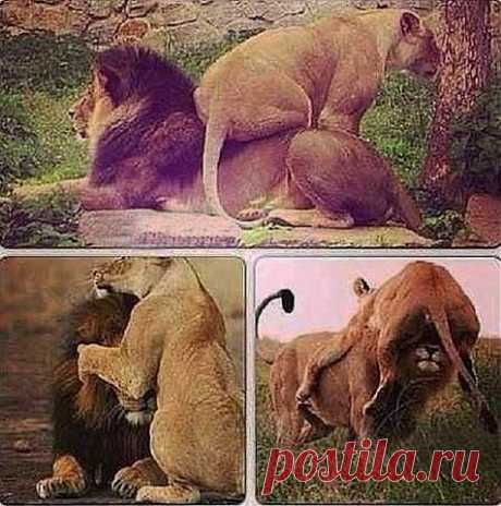 МОЙ ЛЕВ,ЧТО ХОЧУ, ТО И ДЕЛАЮ