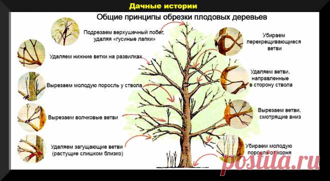 Завершаем дачный сезон: какие растения нельзя обрезать осенью, о каких проблемах можно судить по коре деревьев, самые важные дела на участке | Дачные истории | Дзен