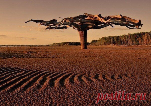 Это необычное чудо-дерево находится в верховье реки Камы. А необычного в нем то, что оно вкопано в песок корнями вверх, размах которых составляет 5-6 метров.