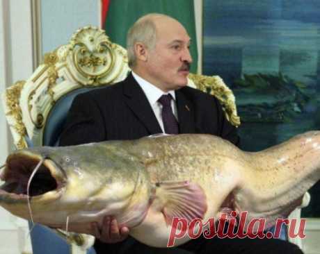 «А Лукашенко, оказывается, и рыбак». Вспомним его «ихтиологические победы» над Россией | Сто секретов репортёра | Яндекс Дзен. 
Пока не припекало с протестами и недовольствами, любил президент Беларуси батька Лукашенко показать себя отменным рыбаком. Правда, не без политической подоплёки. Ведь примерно в это время Владимир Путин изловил на рыбалке в Туве щуку весом 21 килограмм. Но российская щука – в свете сома-богатыря Лукашенко – тянула разве что на «младшую сестренку», малявку...