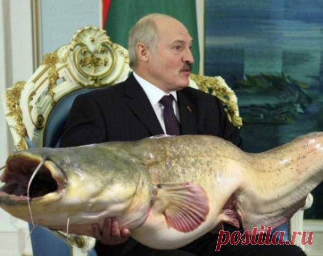 «А Лукашенко, оказывается, и рыбак». Вспомним его «ихтиологические победы» над Россией | Сто секретов репортёра | Яндекс Дзен. 
Пока не припекало с протестами и недовольствами, любил президент Беларуси батька Лукашенко показать себя отменным рыбаком. Правда, не без политической подоплёки. Ведь примерно в это время Владимир Путин изловил на рыбалке в Туве щуку весом 21 килограмм. Но российская щука – в свете сома-богатыря Лукашенко – тянула разве что на «младшую сестренку», малявку...