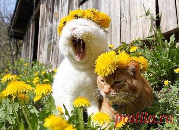 Дачники