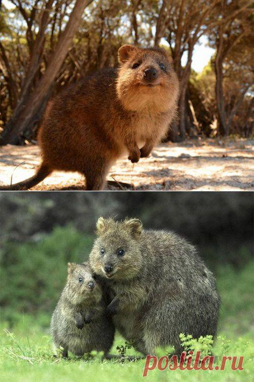 Я - суперпупер! Сайт любителей похвастаться