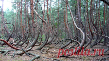 Самые страшные леса на планете