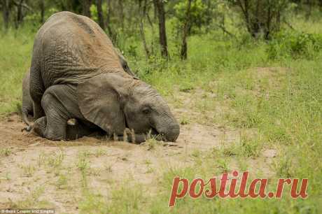 Tipsy Elephants Literally on a Roll in Kruger National ParkViral Stop