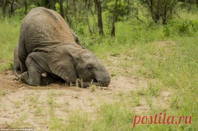 Tipsy Elephants Literally on a Roll in Kruger National ParkViral Stop