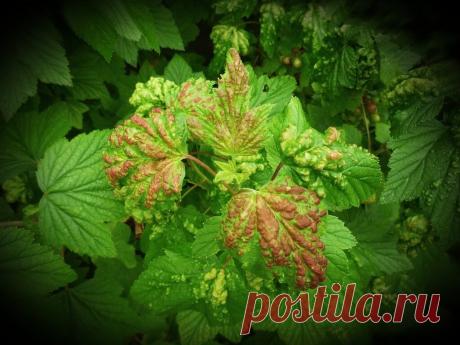 &quot;У меня нет Галловой тли на Смородине, две обработки и больше я ее не видела.&quot; Делюсь опытом. | Десять соток | Яндекс Дзен