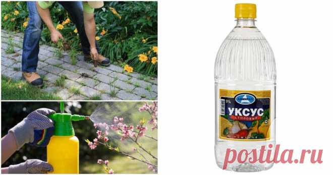 Уксус на участке: способы применения, которые могут стать палочкой-выручалочкой - Калейдоскоп событий