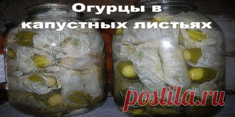 Вы делали кто нибудь такую закатку, как огурцы в капустных листьях ? Если нет, то — Книга советов