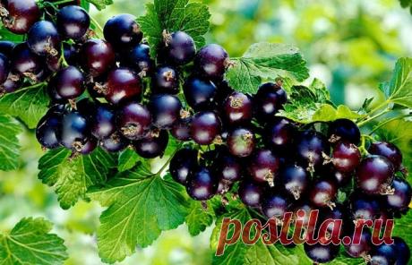 Крупнее и больше: 3 проверенных «ленивых» способа улучшения урожая черной смородины