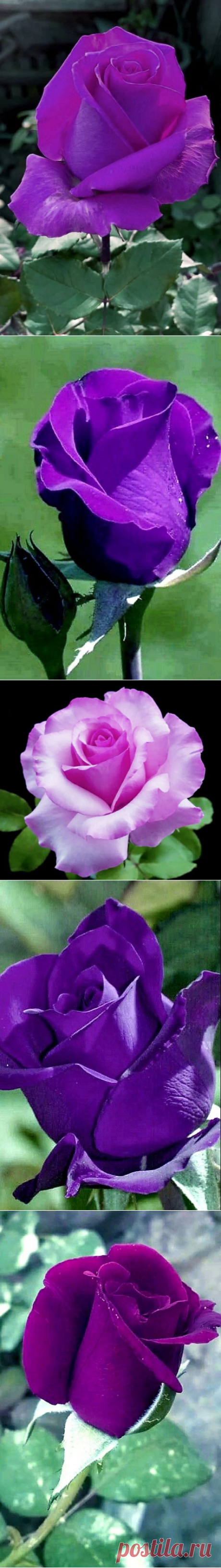 (38) Pinterest