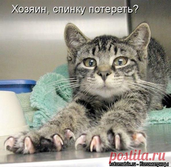 Милые пушистики.. | Фотографии Леди Тигр | 528 фото