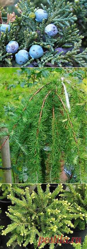 Зимостойкие хвойные в вашем саду | Цветы и травы