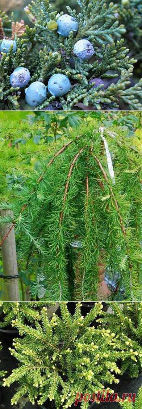 Зимостойкие хвойные в вашем саду | Цветы и травы