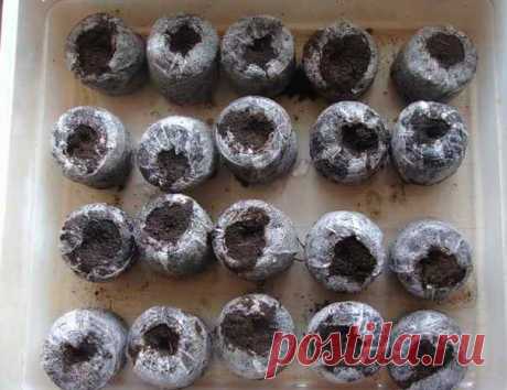 Посев петунии | Дачная жизнь - сад, огород, дача