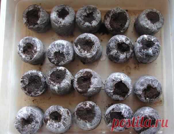 Посев петунии | Дачная жизнь - сад, огород, дача