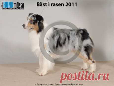AUSTRALIAN SHEPHERD Namn:C.I.B, DK UCH, DK V-10, FI V-10, NO UCH, SE V-11 THORNAPPLE MERCURY ALL JACKED UP Ägare:MUNKVALL ANNA-LENA, MUNKVALL NIKLAS, ÅKERSBERGA Uppfödare:BRANDENBURG E GARRISON A BOXER A, USA
