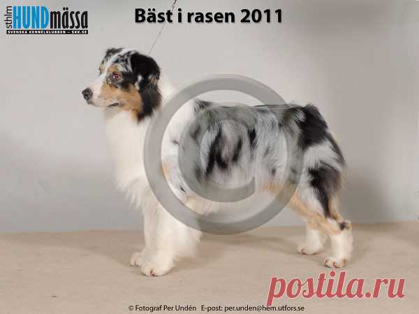 AUSTRALIAN SHEPHERD Namn:C.I.B, DK UCH, DK V-10, FI V-10, NO UCH, SE V-11 THORNAPPLE MERCURY ALL JACKED UP Ägare:MUNKVALL ANNA-LENA, MUNKVALL NIKLAS, ÅKERSBERGA Uppfödare:BRANDENBURG E GARRISON A BOXER A, USA