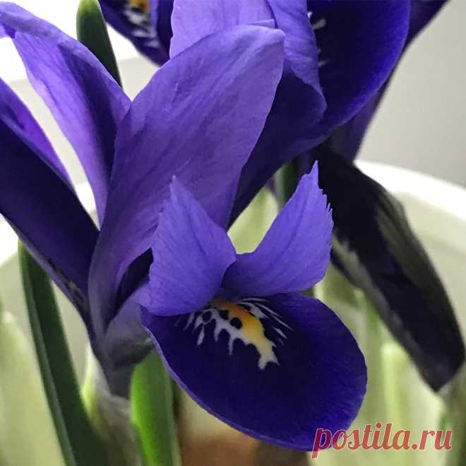 Marie в Instagram: «Ha en fin söndag!#iris#köksfönster#lerum#sundayflower#kitchenwindow#sweden#springfeeling.  Have a nice day!» 139 отметок «Нравится», 7 комментариев — Marie (@paulasfriends) в Instagram: «Ha en fin söndag!#iris#köksfönster#lerum#sundayflower#kitchenwindow#sweden#springfeeling.  Have a…»